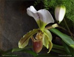 web.paph.Leeanum.txt.jpg