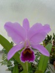 Cattleya percivaliana1.JPG