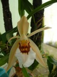 Coelogyne lawrenceana.JPG