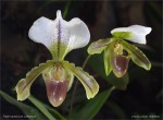 web.paphiopedilum.Leeanum.final.cut.txt.jpg