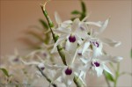 Dendrobium Casiope2.jpg