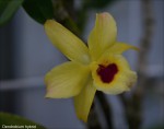 Dendrobium hybrid2.jpg