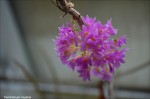 Dendrobium myiakei2.jpg
