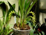 Dendrochilum abbreviatum.jpg