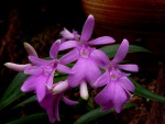 Oerstedela cetradenia.jpg