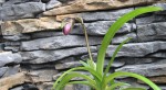 Paphiopedilum esquirolei.jpg