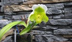 Paph.Portinfer.jpg