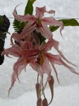 Paphinia herrerae2.JPG