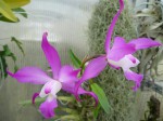 Laelia autumnalis.JPG