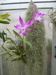 Laelia autumnalis - rostlina.JPG