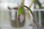 Paph.appletonianum4.jpg