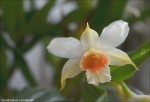 Dendrobium cariniferum1.jpg