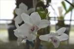 Dendrobium nobile1.jpg