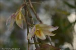 Dendrobium cymboglossum22.jpg