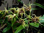 orchideje 1436.jpg