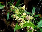 orchideje 1437.jpg