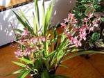 cymbidium 012.JPG