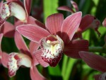 cymbidium 016.JPG