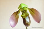 Paph.appletonianum3.jpg