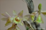 Dendrobium lamellatum tricolor5.jpg