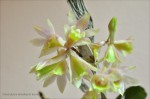 Dendrobium lamellatum tricolor3.jpg