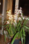 cymbidium bílé.jpg