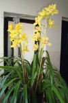 cymbidium žluté.jpg