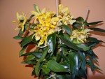 dendrobium chrysotoxum.jpg