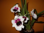 miltoniopsis.jpg