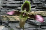 Paph.e.jpg