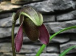 Paph.e .poupě.jpg