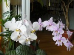 Phal. philippinensis a schilleriana-srovnání.JPG