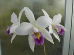 Laelia anceps var.veitchiana Fort Caroline.JPG