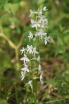 platanthera.JPG