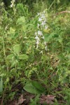 platanthera II.JPG