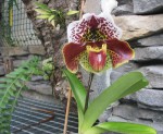 Paph.ocean.jpg
