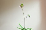 Paph_appletonianum1.jpg