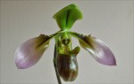 Paph_appletonianum3.jpg