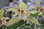 Cymbidium ...JPG