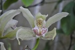 Cymbidium ..JPG