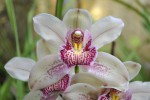 Cymbidium 1.1.JPG