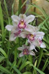 Cymbidium 1.JPG