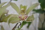 Cymbidium 2.1.JPG