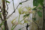 Cymbidium 2.2.JPG