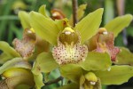 Cymbidium 3.1.JPG