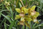 Cymbidium 3.2.JPG