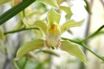 Cymbidium 4.JPG