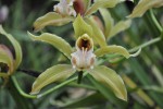 Cymbidium.JPG