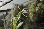 Epidendrum 1.1.JPG