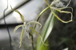 Epidendrum 1.2.JPG